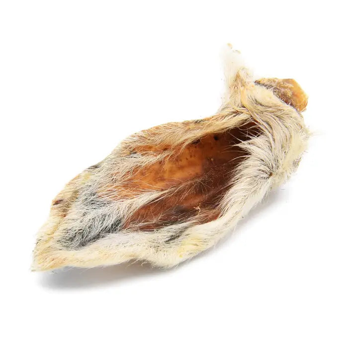 Hairy Lamb Ears - 1 Count