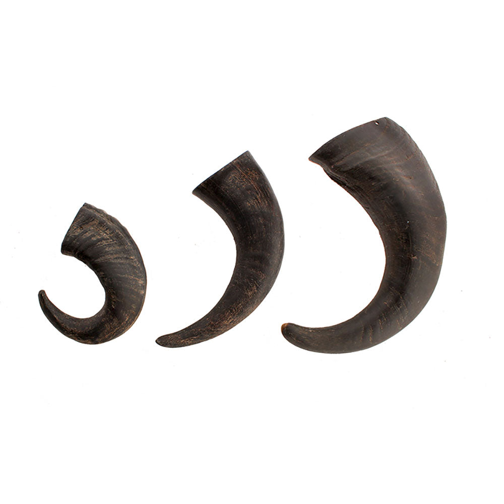 Water Buffalo Horn