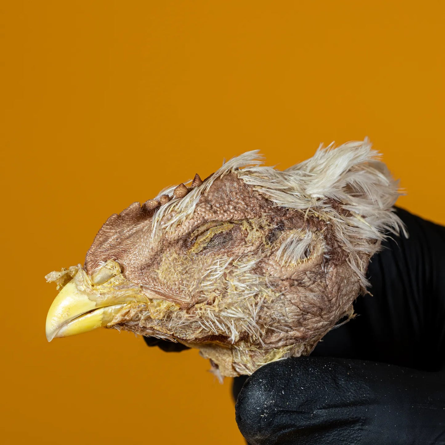 Freeze-Dried Chicken Head